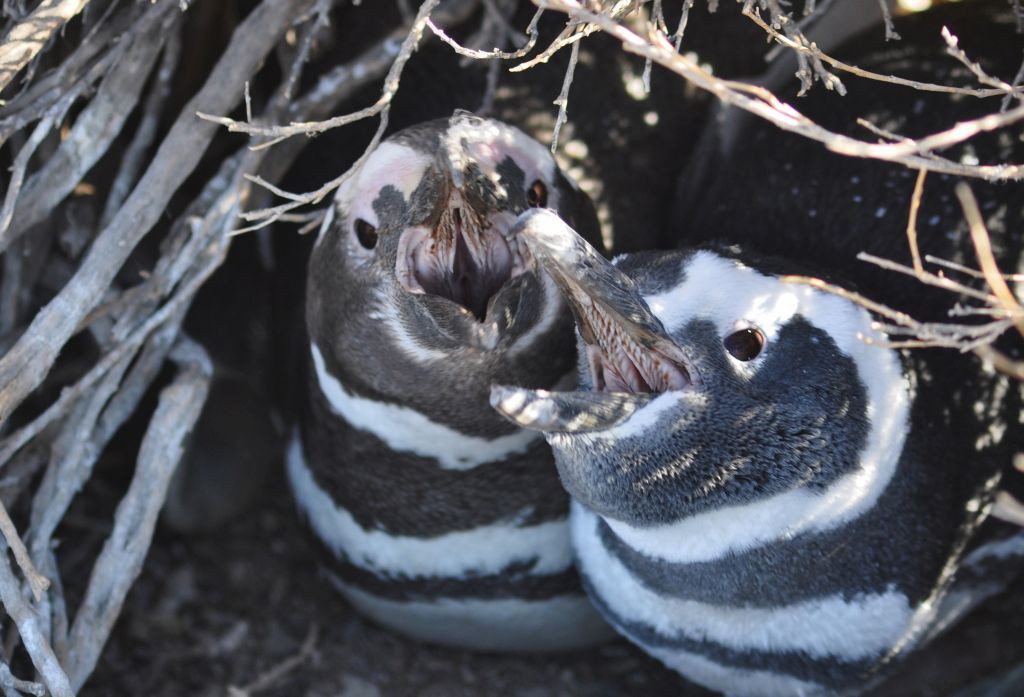 A plausible rumour – are penguins in trouble too? (Spheniscus magellanicus in southern Argentina)