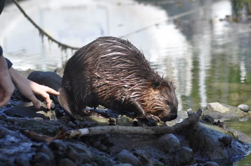 Castor canadensis – a quite small but not at all shy young beaver, which I met with on a summer's day in Tierra del Fuego.