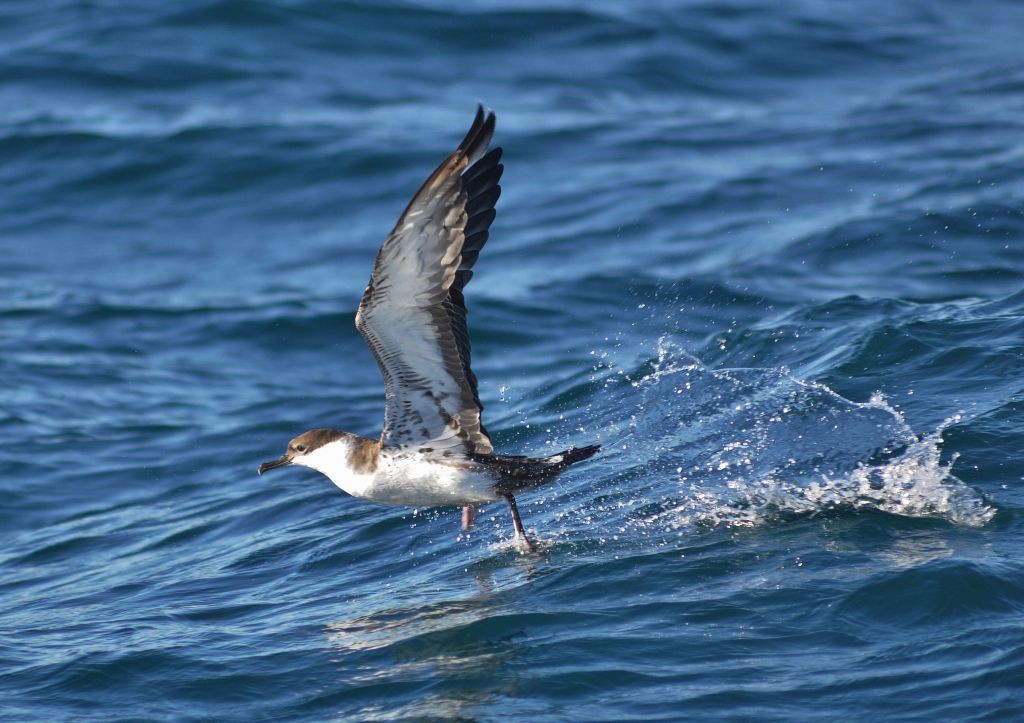 Great Shearwater (Puffinus gravis)