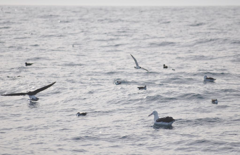 This massive wandering albatross might have hatched as many as sixty years ago, when more than twice as many birds populated the oceans. (Albatrosses and shearwaters in the South Atlantic.) 