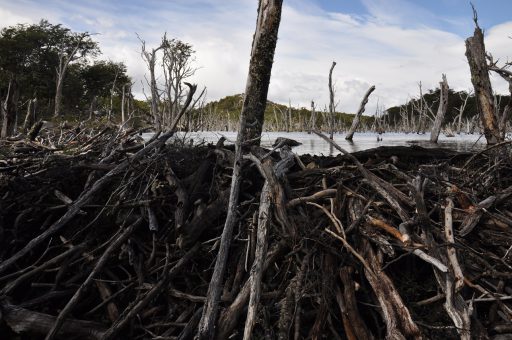 A dam, and beyond it a lake created by this single blockage. Beavers must clearly be strategic in choosing where to build, and no less so in transporting lengths of trunk which are each many times the animal's own weight.