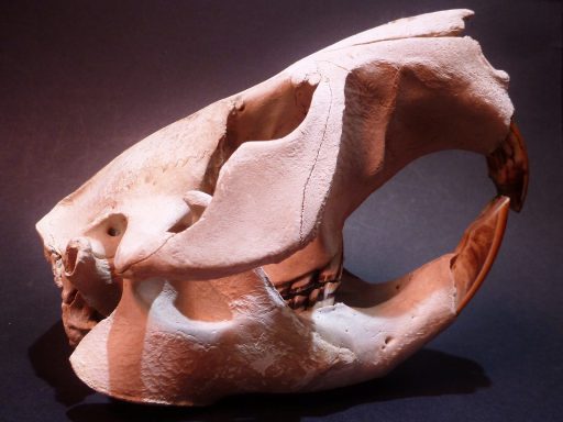 Made for destruction - a beaver skull, which I found in an area of swamp, displays the impressive incisors necessary for felling massive trees.